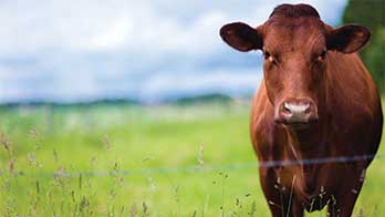 Q&A: Tyson partners with Progressive Beef program to bring transparency to beef production process