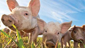 Why Tyson is launching a super-premium pork line now