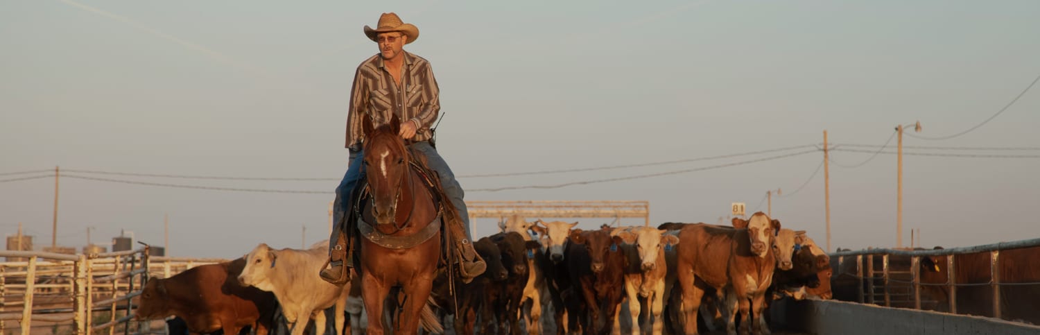 rancher leading cattle