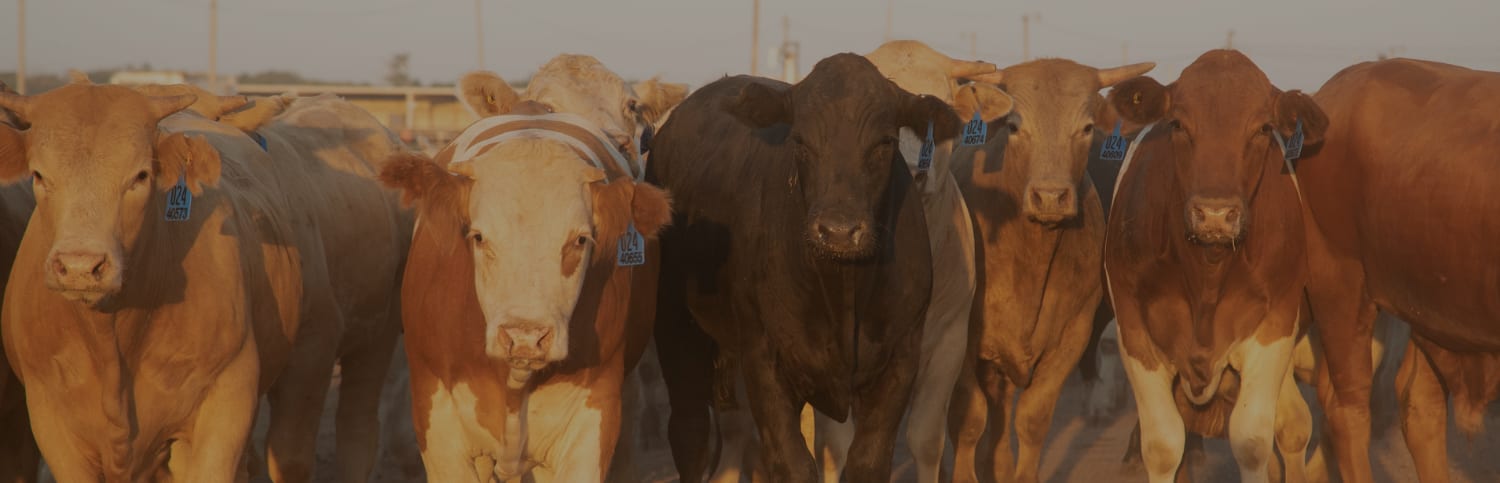 Cattle herd