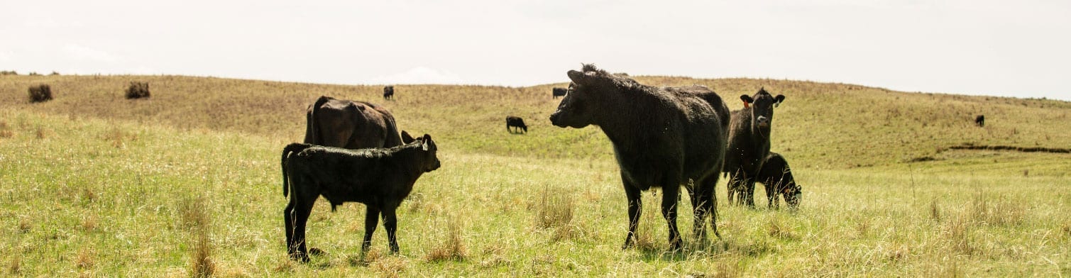 cattle in an open pasture