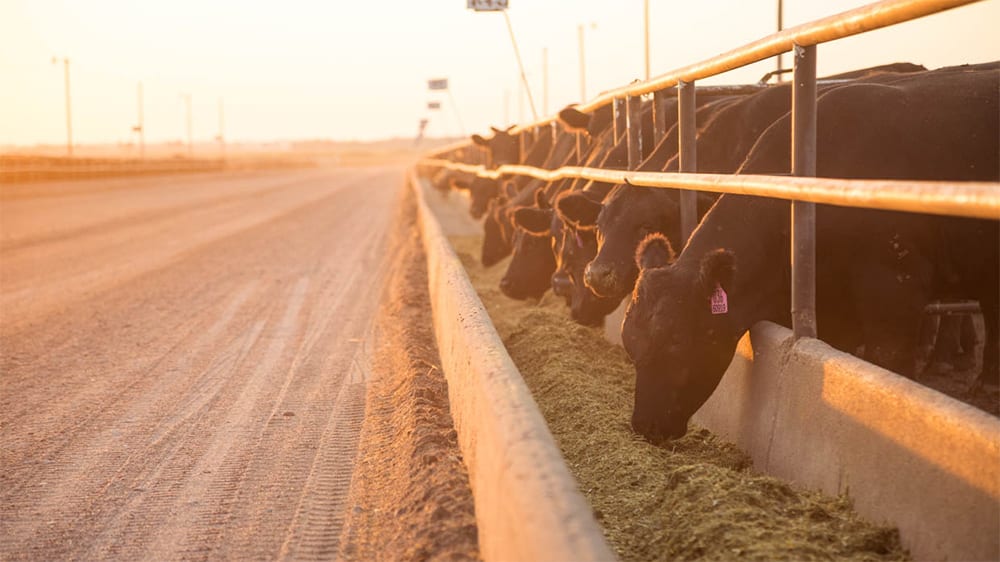 Progressive Beef and Wendy’s® Advance Partnership