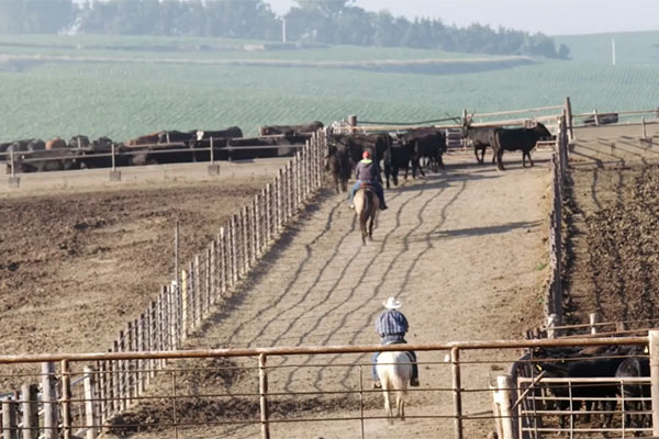 From Farm to Fork – Tyson Beef Production
