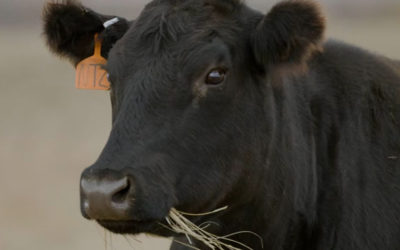 Leather: A Closer Look at Tyson Sustainability Efforts