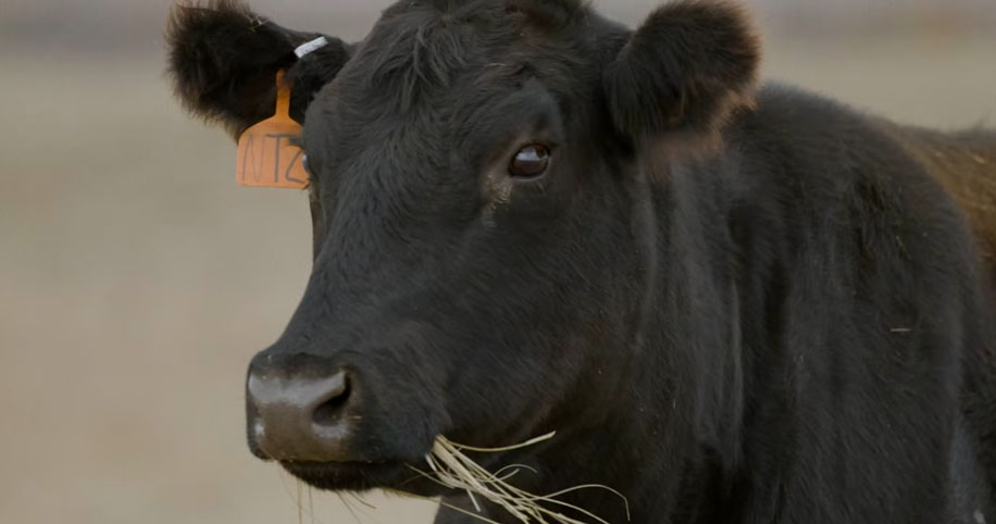 Leather: A Closer Look at Tyson Sustainability Efforts
